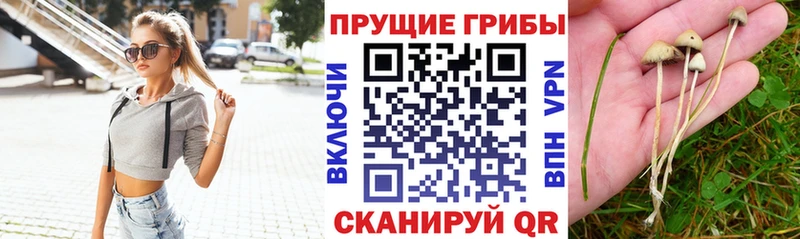 Галлюциногенные грибы прущие грибы  цены наркотик  Светогорск 